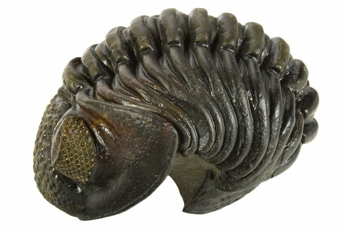 Curled Pedinopariops Trilobite - Top Quality Specimen #339395